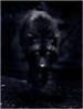 ������ ��� SchwarzeWolfin