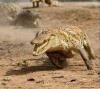 ������ ��� crocodail