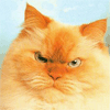 ������ ��� Leko